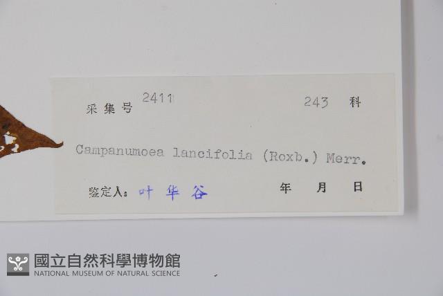 臺灣土黨參藏品圖，第2張