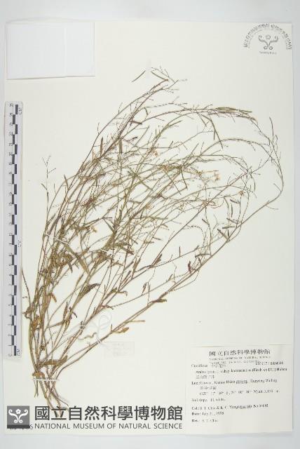 玉山筷子芥藏品圖，第1張