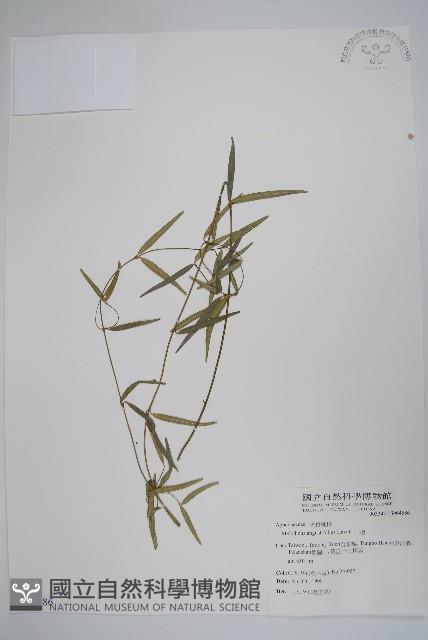 山橙藏品圖，第1張