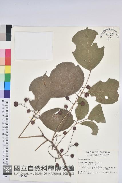 茄苳、重陽木藏品圖，第1張