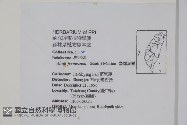 臺灣赤楊、臺灣榿木藏品圖，第2張
