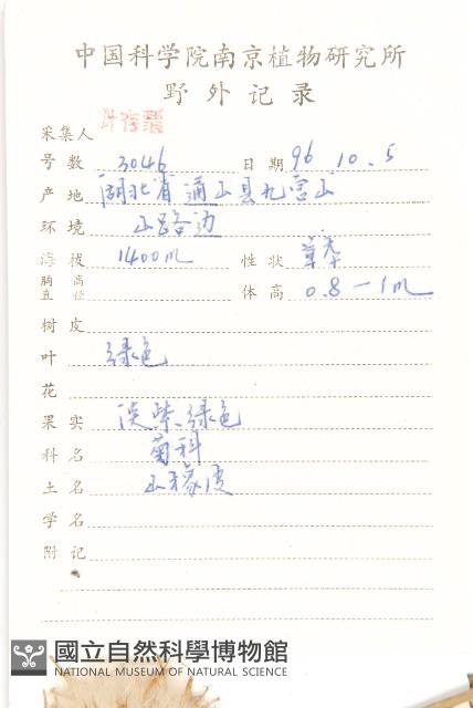 臺灣青木香藏品圖，第2張