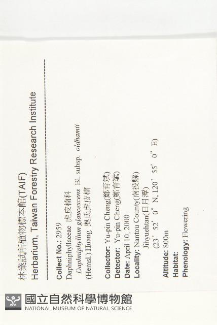 耿氏虎皮楠藏品圖，第2張