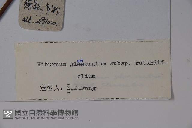 圓葉莢迷藏品圖，第2張