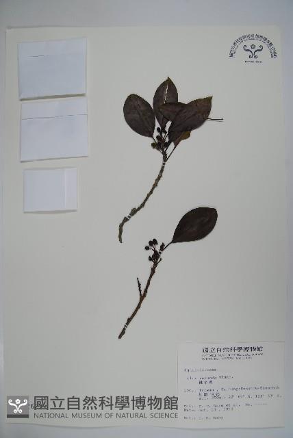 鐵冬青藏品圖，第1張