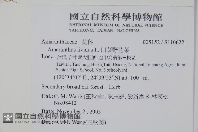 凹葉野莧菜藏品圖，第2張