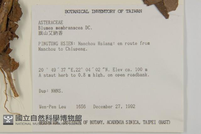 旗山艾納香藏品圖，第2張