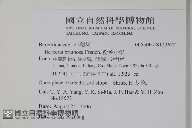 粉葉小檗藏品圖，第2張