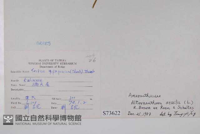 蓮子草藏品圖，第2張