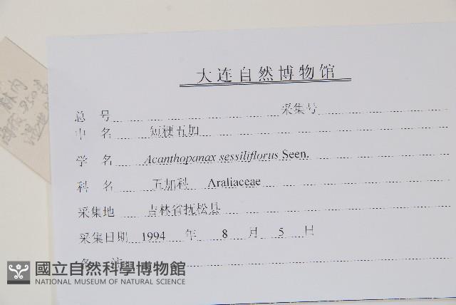 短梗五加藏品圖，第2張