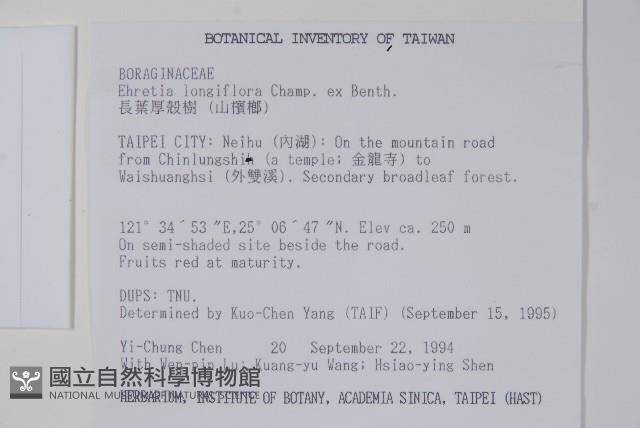 Long-flowered ehretia Collection Image, Figure 2, Total 2 Figures