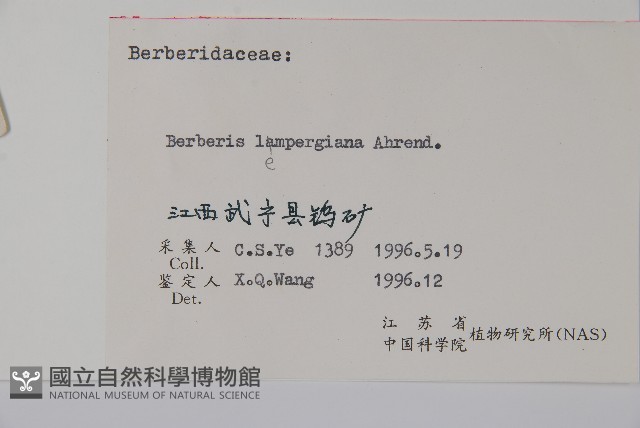 長柱小蘗藏品圖，第2張