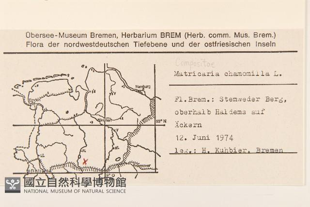 野菊花藏品圖，第2張