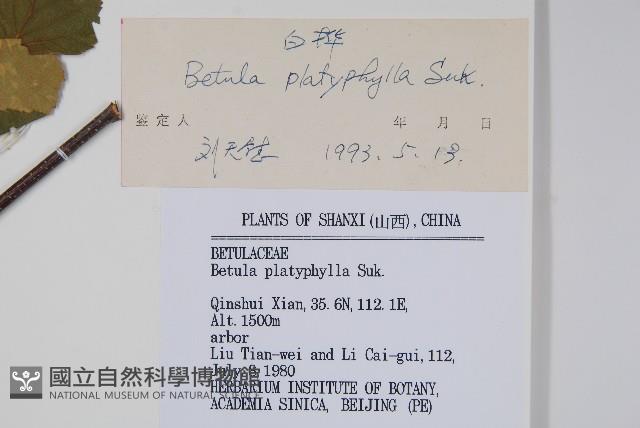 白樺、粉樺、臭樺藏品圖，第2張