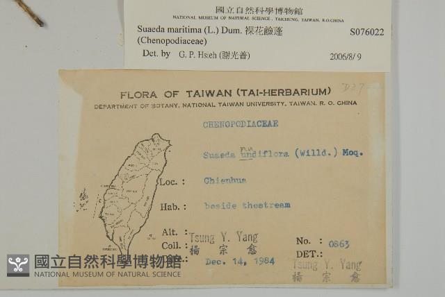 裸花鹼蓬藏品圖，第2張