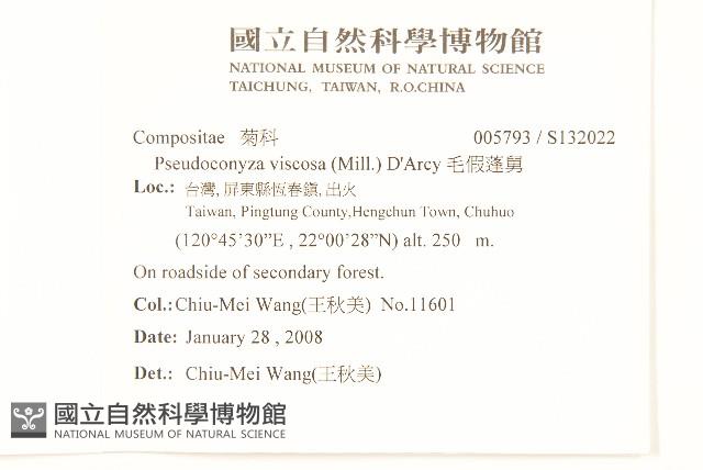 毛假蓬舅藏品圖，第2張