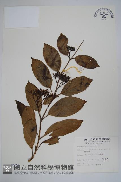 爬森藤藏品圖，第1張