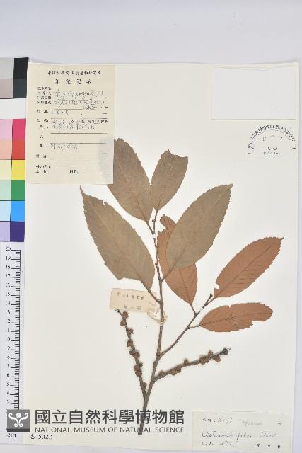 星刺栲、羅浮錐藏品圖，第1張