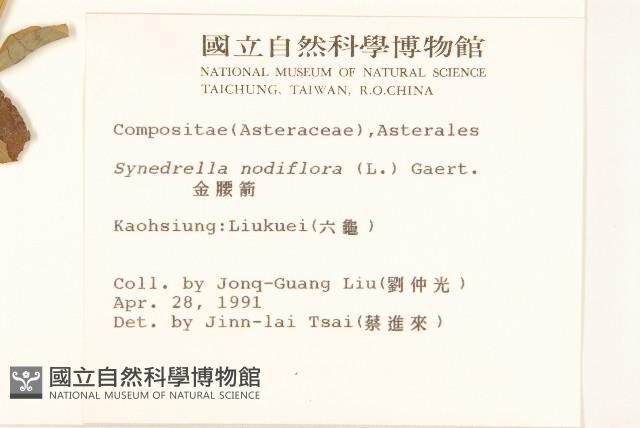 金腰箭藏品圖，第2張