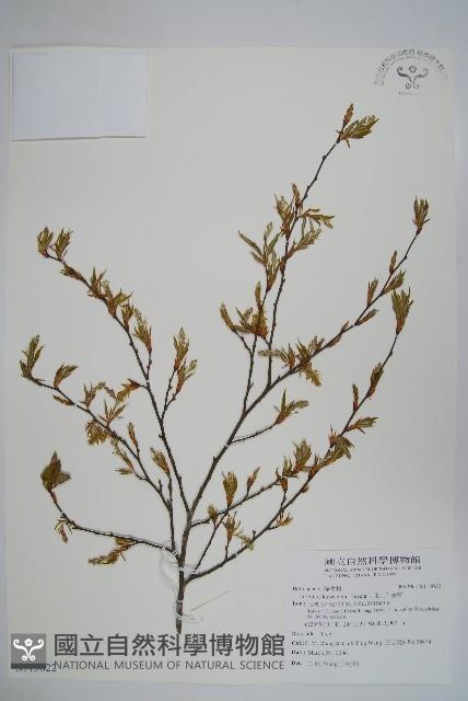 阿里山千金榆藏品圖，第1張