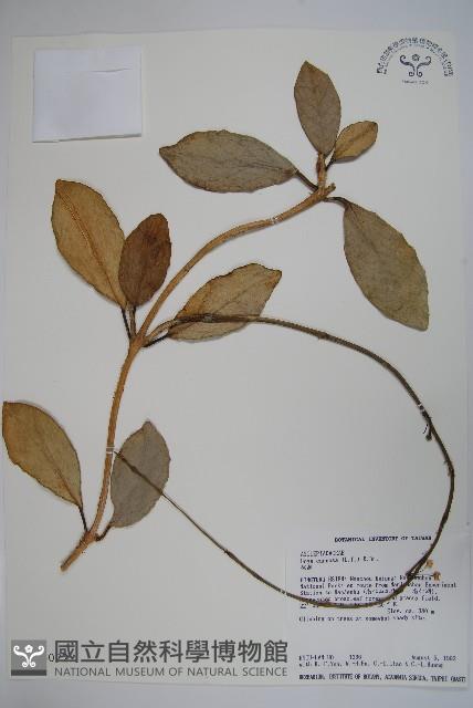 毬蘭藏品圖，第1張