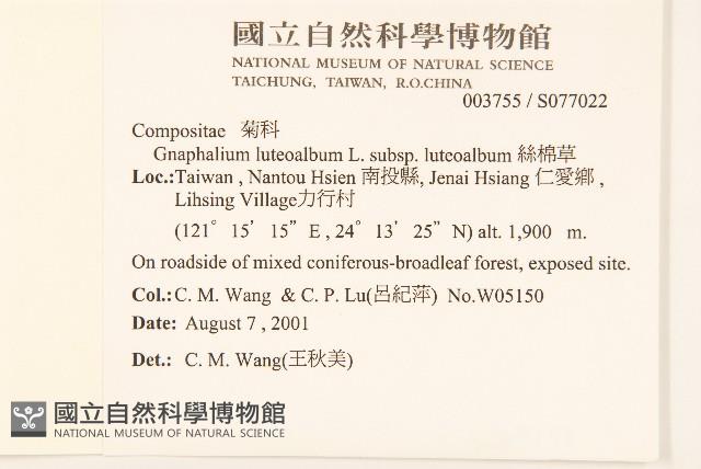 絲綿草藏品圖，第2張