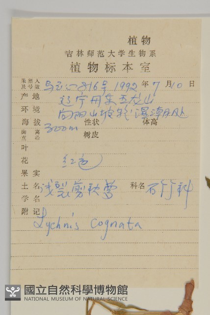 淺裂剪秋蘿藏品圖，第2張