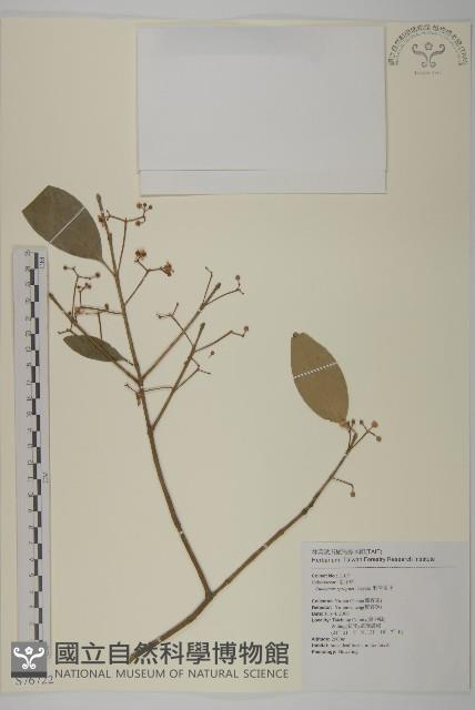 刺果衛矛藏品圖，第1張