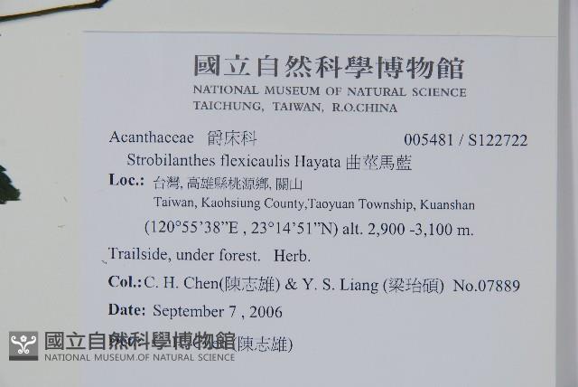 曲莖馬藍藏品圖，第2張