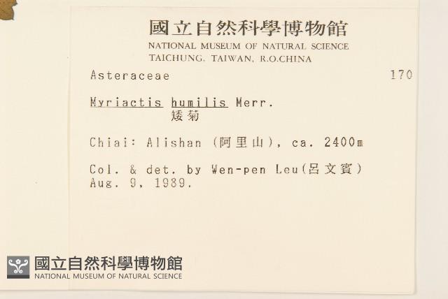 矮菊藏品圖，第2張