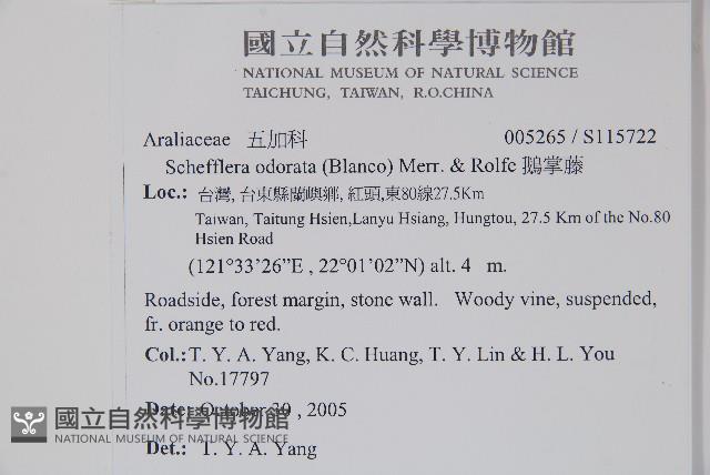 鵝掌藤藏品圖，第2張