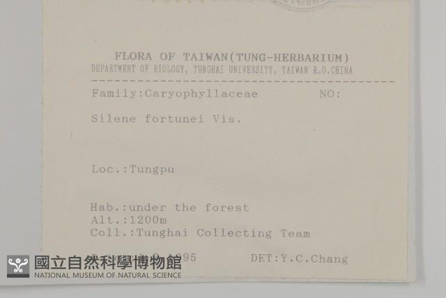 蠅子草藏品圖，第2張