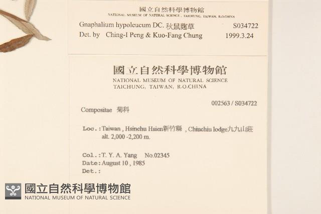 秋鼠麴草藏品圖，第2張