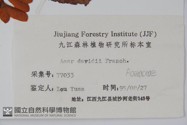 青榨槭藏品圖，第2張