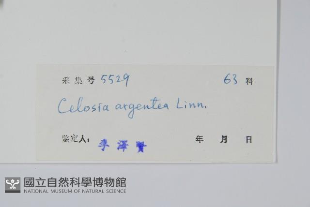 青葙藏品圖，第2張