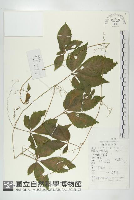 絞股藍藏品圖，第1張