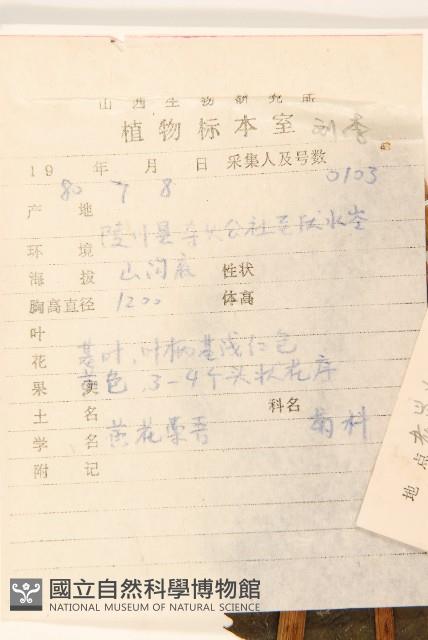 齒葉橐吾藏品圖，第2張