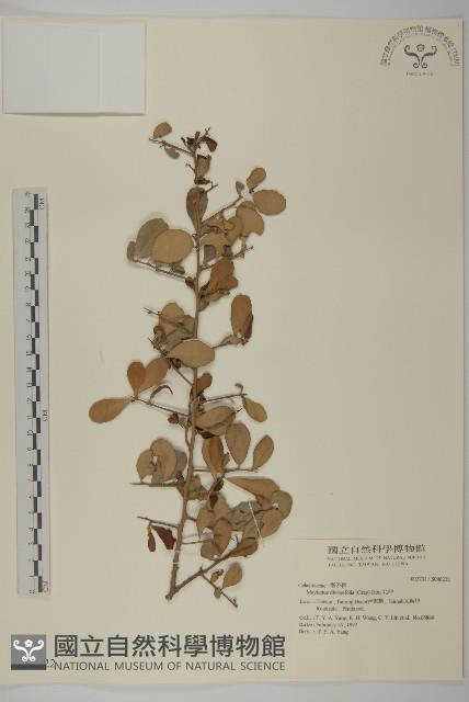 北仲, 刺裸實藏品圖，第1張