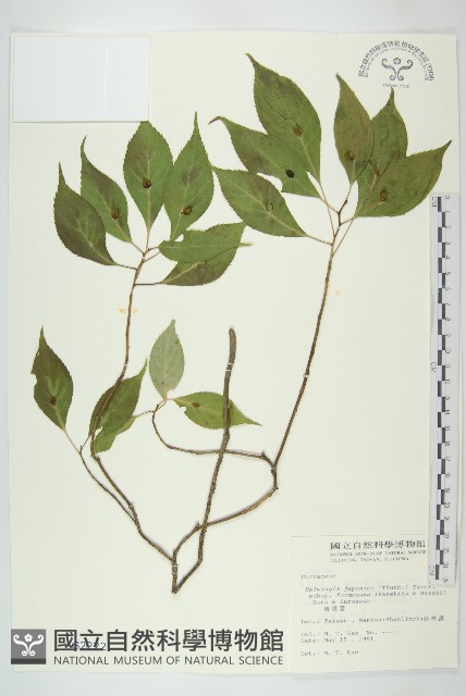 臺灣青莢葉藏品圖，第1張