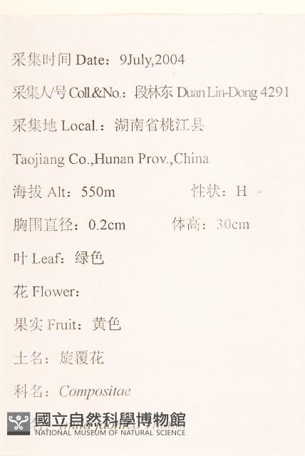 旋覆花藏品圖，第2張