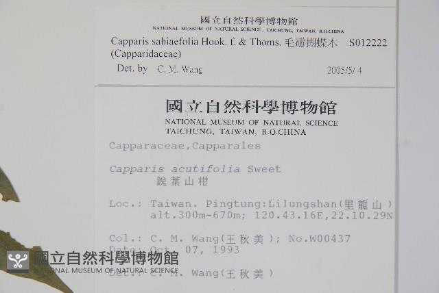 毛瓣蝴蝶木藏品圖，第2張