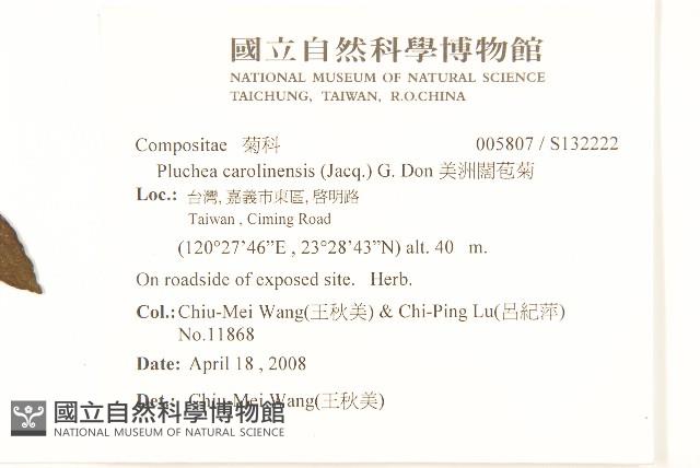 美洲闊苞菊藏品圖，第2張