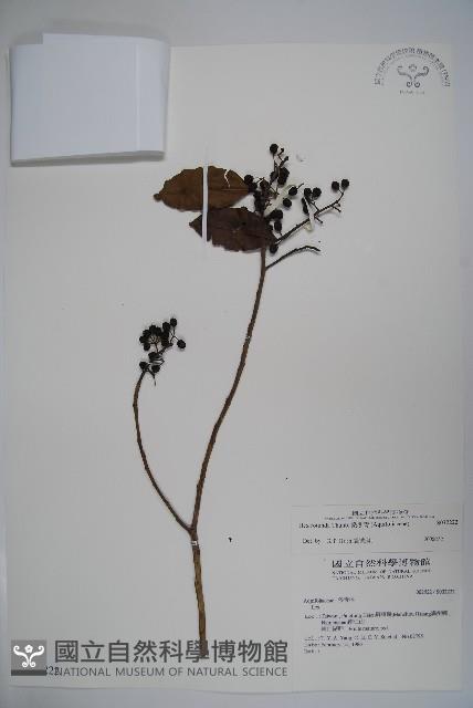 鐵冬青藏品圖，第1張