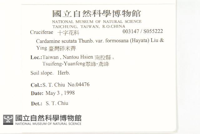 臺灣碎米薺藏品圖，第2張