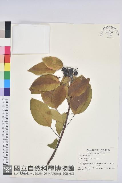 白臼藏品圖，第1張