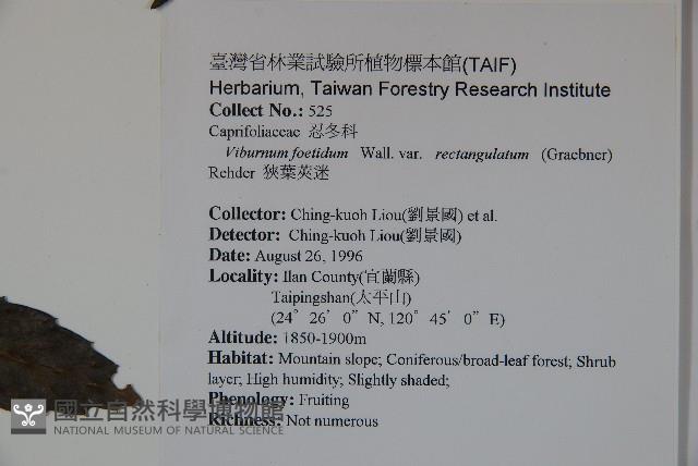 狹葉莢迷藏品圖，第2張