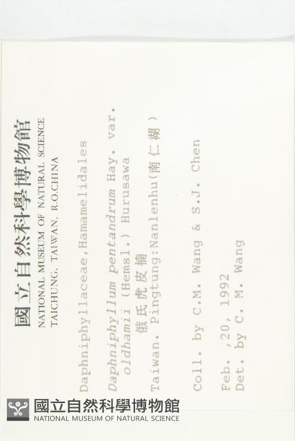 俄氏虎皮楠藏品圖，第2張