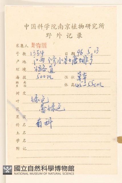 白頂飛蓬藏品圖，第2張