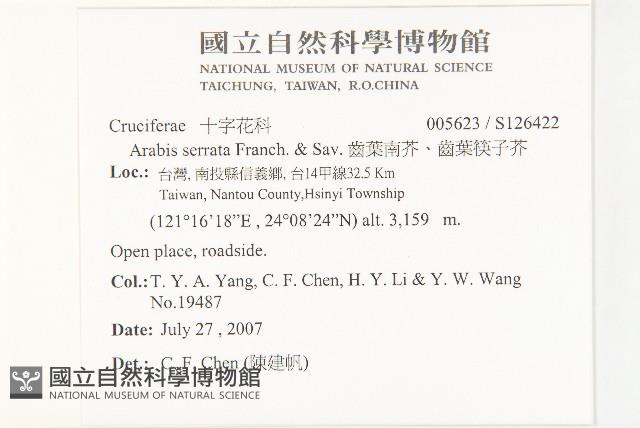 齒葉南芥、齒葉筷子芥藏品圖，第2張