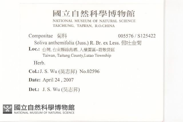 假吐金菊藏品圖，第2張